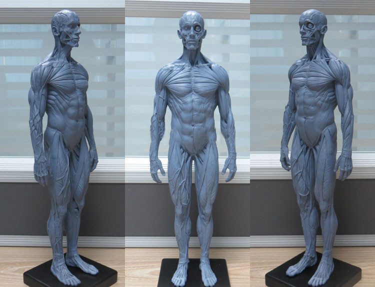 30cm 1:6 PU Human Skeleton Anatomical Model Anatomy Skull Sculpture Body Muscle