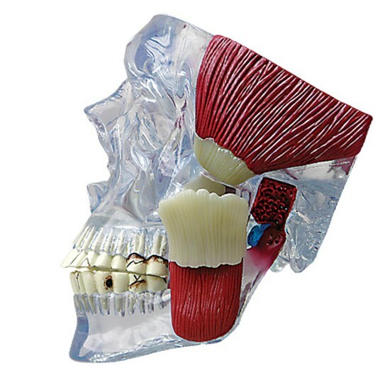 TMJ – Temporomandibular Joint Anatomical Model GPI LFA #2880 SEE VIDEO