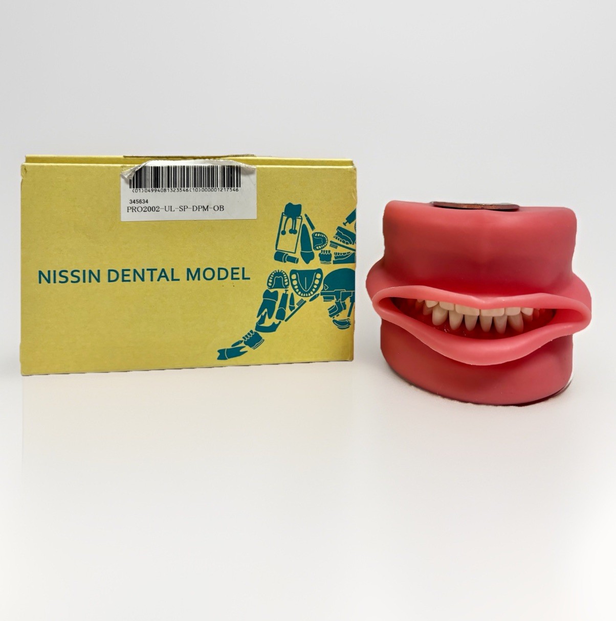 Nissin Dental Model, PRO2002-UL-SP-DPM-OB- Teeth & Gums Made In Japan Kilgore