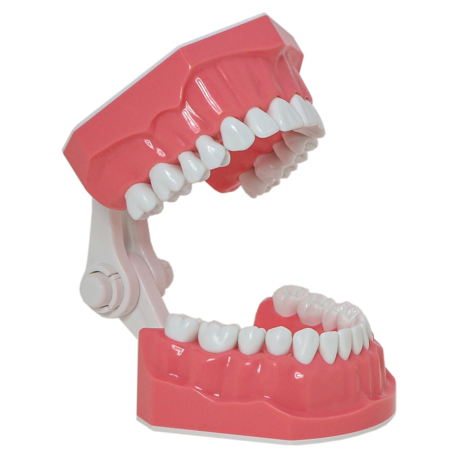 Dental Typodont Teeth Model Brushing Flossing Practice Teaching Model M7010-1
