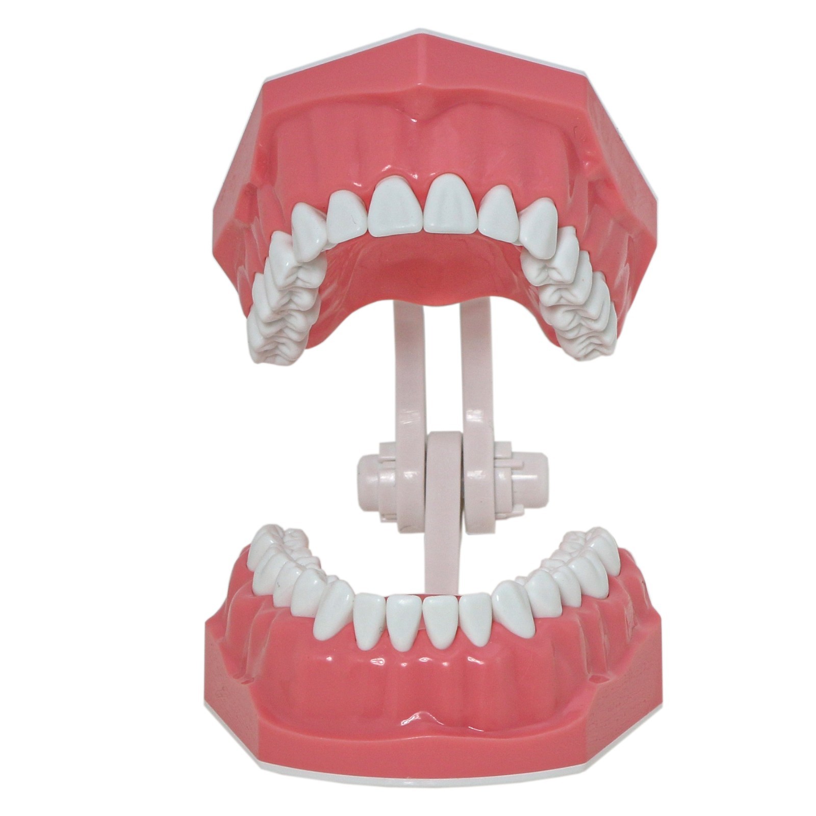 Dental Typodont Teeth Model Brushing Flossing Practice Teaching Model M7010-1