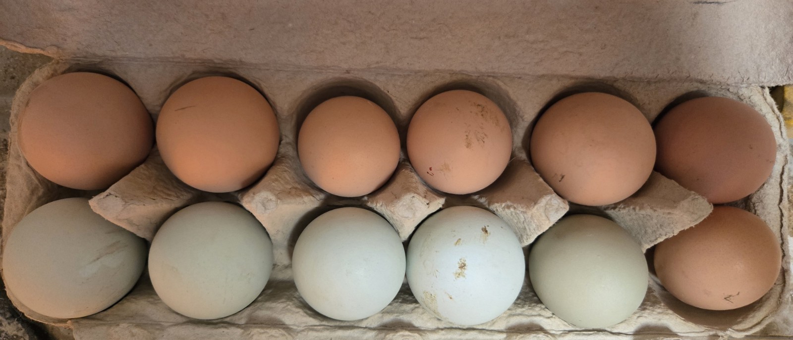 Assorted Chicken Hatching Eggs Carton, 12 Count, Mixed Colors