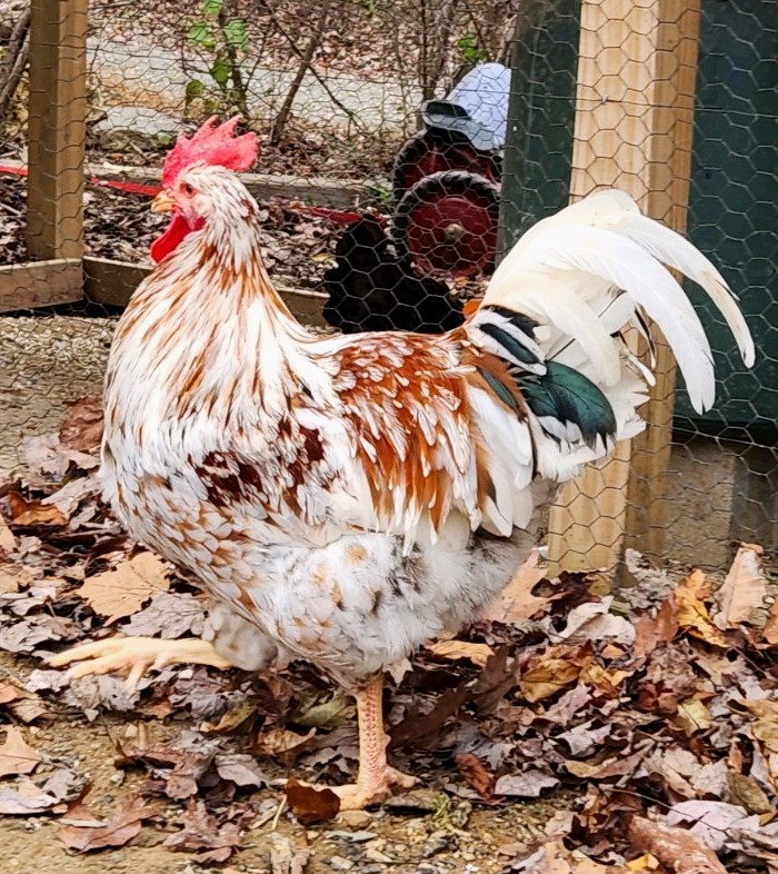 1 DOZEN PUREBRED ALOHA CHICKEN HATCHING EGGS – 1 Dozen Fertile Eggs