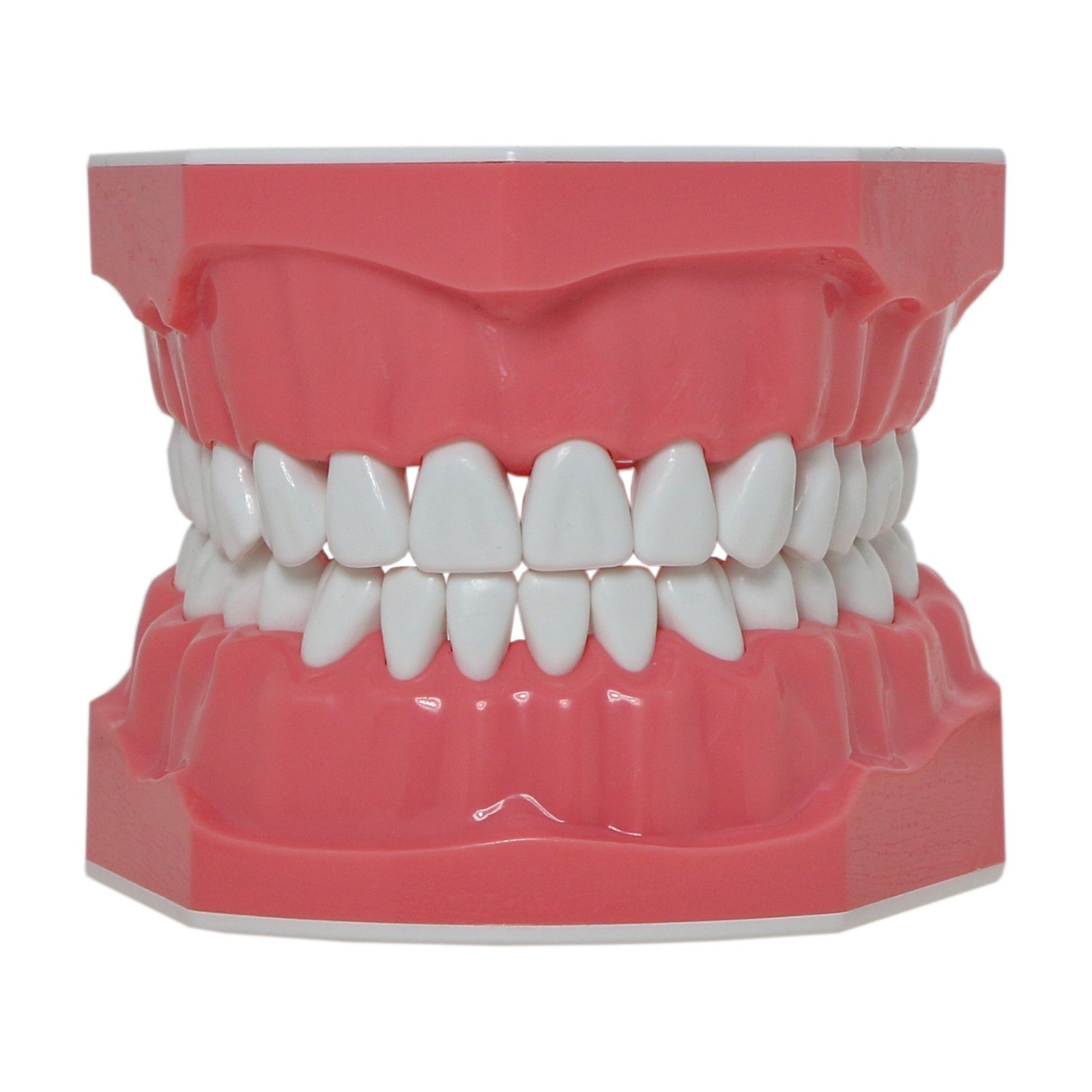 Dental Typodont Teeth Model Brushing Flossing Practice Teaching Model M7010-1