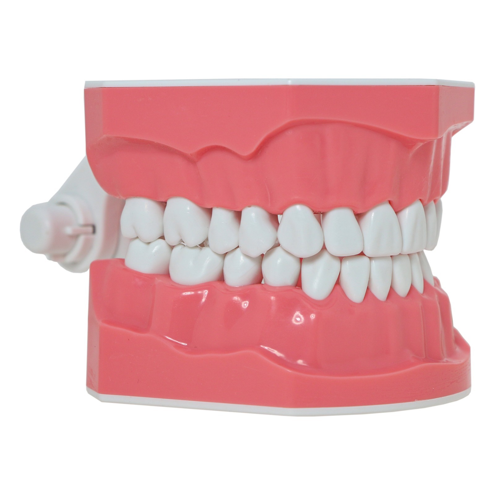 Dental Typodont Teeth Model Brushing Flossing Practice Teaching Model M7010-1