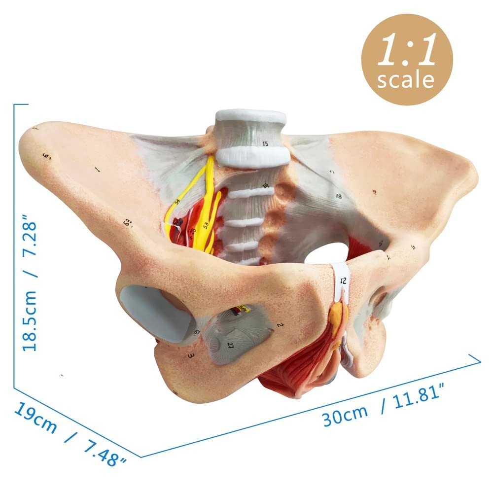Female Pelvis Model with Pelvic Floor Muscles Perineal Model All in One Femal…