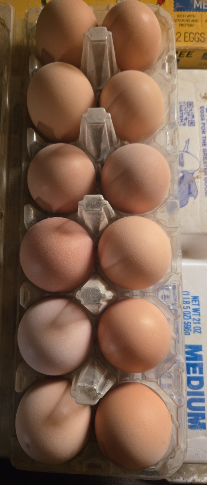 Assorted Chicken Hatching Eggs Carton, 12 Count, Mixed Colors