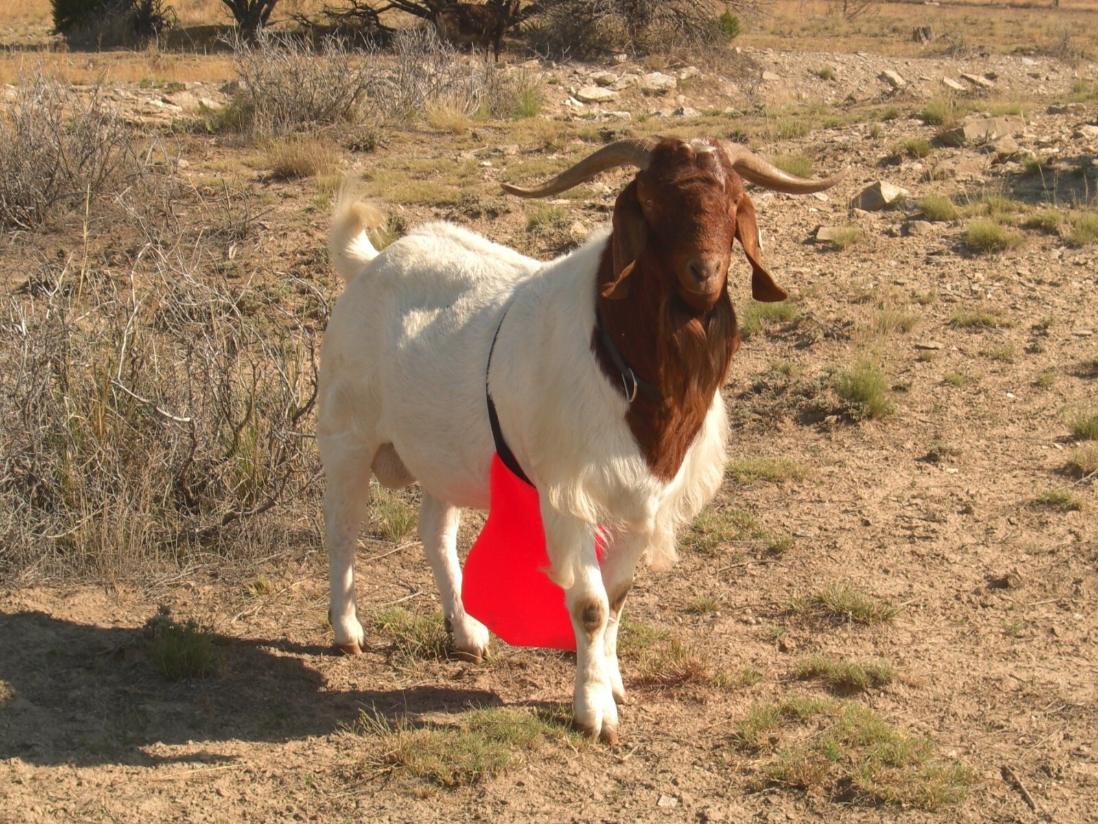 BACCHUS JOHNSON SHIELD Buck Anti Mating Anti Breeding Apron for Goats & Sheep