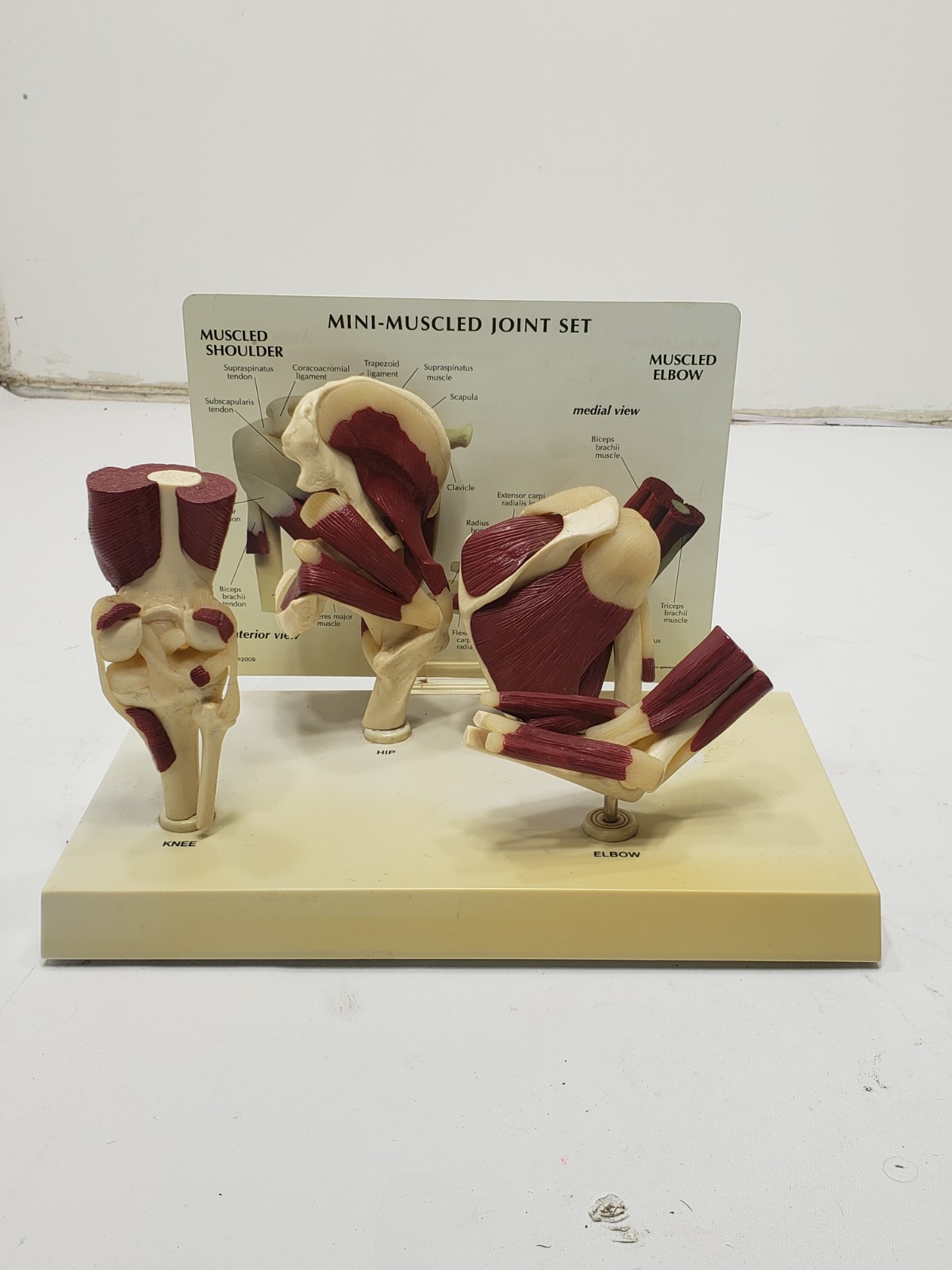 GPI Anatomical Mini Muscled Joint Set Model 1900 Hip Knee Elbow Shoulder