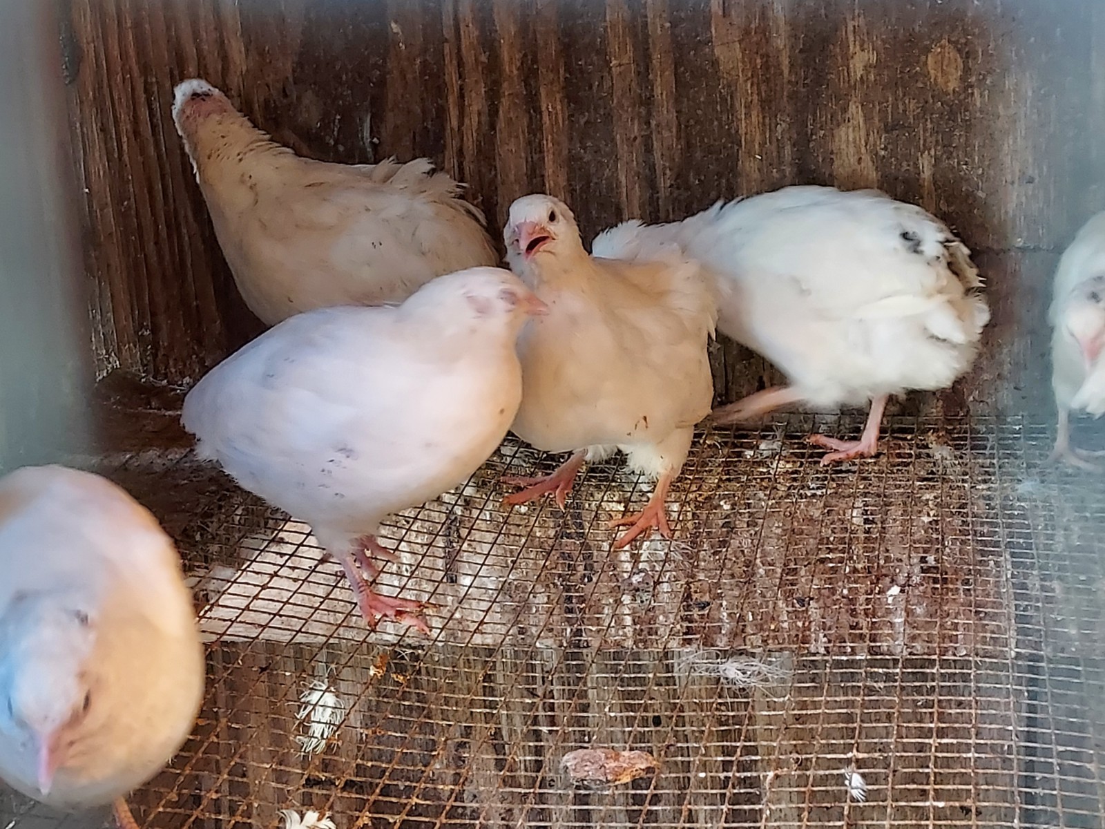 12 Assorted Jumbo Coturnix Quail Fertile Hatching Eggs